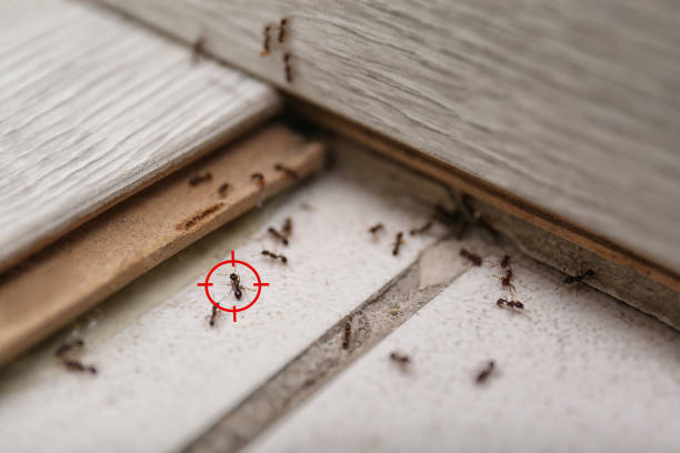 Best Pest Removal Services  in Emporia, VA